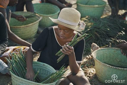 SUSTAINABLE YARNS Go Forest Madagascar 5