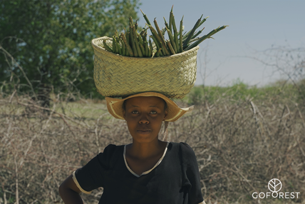 SUSTAINABLE YARNS Go Forest Madagascar 14