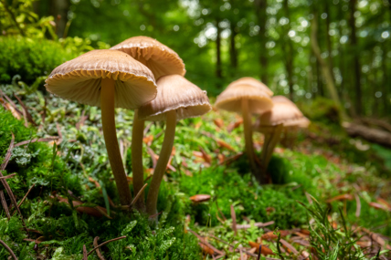 Pre- and post-consumer recycling-Wild Mushrooms On Moss 2022 03 31 23 09 44 Utc