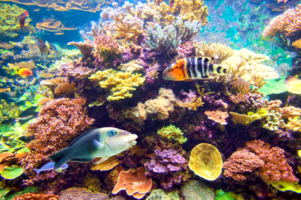Color_Tropical Fish And Coral Reef