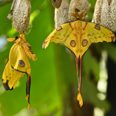 Circularity Comet Or Moon Moth Argema Mittrei Butterfly