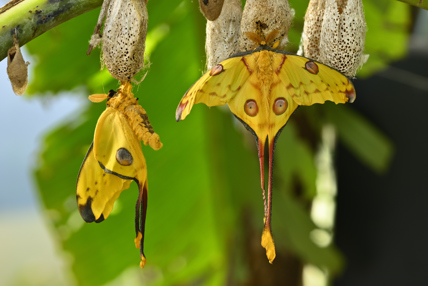 Circularity Comet Or Moon Moth Argema Mittrei Butterfly